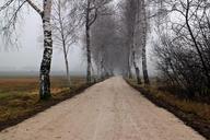 birch-avenue-away-autumn-frost-227880.jpg