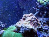 coral-coral-reef-1079274.jpg