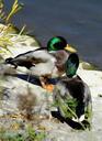 mallard-duck-bird-river-nature-991884.jpg