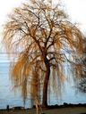 weeping-willow-tree-bank-lakeside-275755.jpg