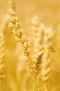 agriculture-cereal-crop-ear-farm-71511.jpg