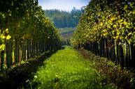 vineyard-nature-austria-998487.jpg