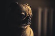 dog-pug-puppy-pet-animal-canine-690176.jpg