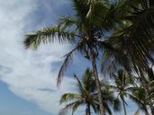 costa-rica-palm-tree-sky-clouds-291597.jpg