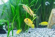 aquarium-colorful-gruff-exotic-fish-1477377.jpg