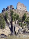 Joshua-tree-and-Castle-Peaks.jpg