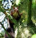 squirrel-nature-forest-green-489482.jpg