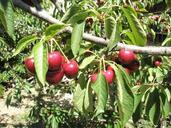 cherries-cherry-leaves-fruit-140758.jpg