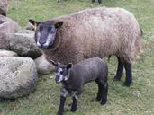 sheep-mammal-lamb-670494.jpg