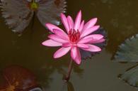 lily-water-lily-waterlily-flower-852596.jpg