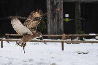 owl-hellenthal-flight-bird-raptor-171658.jpg