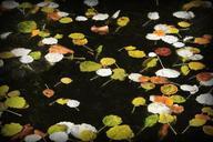 pond-leaves-plants-damp-water-639331.jpg