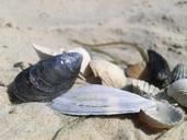 shell-sea-beach-shells-grinding-980757.jpg