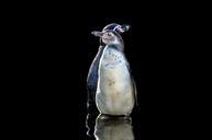 penguins-humboldt-wings-fun-bird-316461.jpg