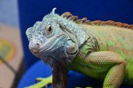 iguana-reptiles-dragon-632596.jpg