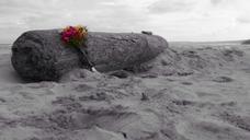 driftwood-beach-ocean-sand-flowers-550815.jpg