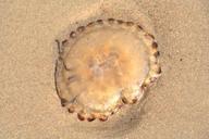 jellyfish-sand-beach-marine-life-453675.jpg