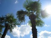 palm-summer-holiday-clouds-sky-474898.jpg