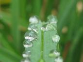 water-droplets-rain-drops-958517.jpg