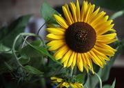 sunflowers-flowers-yellow-flowers-1655706.jpg