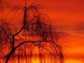 willow-sunset-sun-sky-cloud-tree-577643.jpg