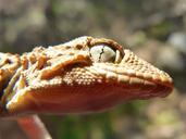 gecko-lizard-reptile-detail-eye-1183195.jpg