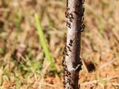 ants-nature-insect-animal-wild-517332.jpg