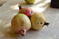 pomegranate-fruit-nature-food-800993.jpg