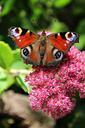 peacock-butterfly-butterfly-close-453899.jpg