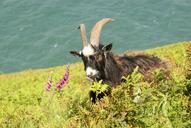 goat-nature-wild-animal-mammal-467402.jpg