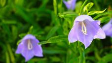 purple-flower-purple-flowers-nature-1298433.jpg