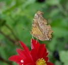 butterfly-flower-dahlia-red-621276.jpg