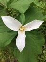 trillium-white-white-flower-1375084.jpg