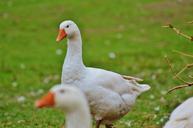 geese-white-cute-plumage-animal-985167.jpg