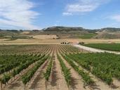 vineyards-wine-grape-vine-vineyard-597818.jpg