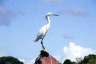 heron-white-bird-boipeba-275342.jpg