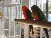 parakeets-small-parrots-birds-pets-956864.jpg