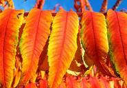 rhus-vinegar-tree-leaves-deciduous-186030.jpg