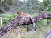 leopard-africa-animal-serengeti-1021486.jpg