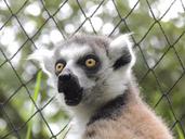 lemur-animals-maki-madagascar-wild-364161.jpg