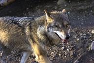 wolf-predator-hunter-canis-lupus-639646.jpg