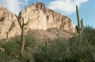 Saguaro large tree sized cactus carnegiea gigantea.jpg