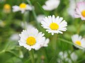 daisy-flower-blossom-bloom-white-1260736.jpg