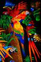 parrots-aras-lori-parakeet-birds-461347.jpg