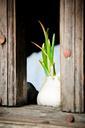 garlic-green-window-wood-sprouting-687143.jpg