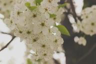 springtime-flowers-white-nature-926693.jpg