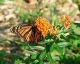 Monarch butterfly insect on butterflyweed flower.jpg