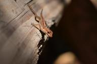 gecko-lizard-reptile-nature-441790.jpg