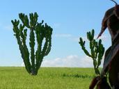 Pair of cactuses on beach.jpg