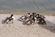 geese-waterfowl-gosling-chicks-352039.jpg